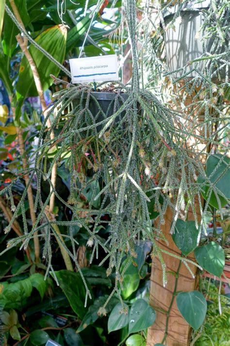 Rhipsalis Varieties: 21 Easy to Grow Mistletoe Cactus Types