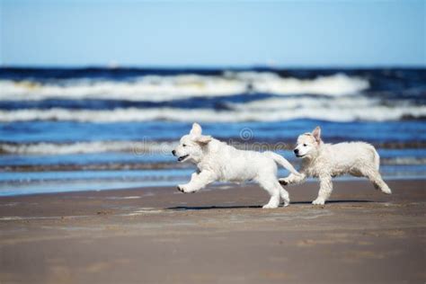 Two Golden Retriever Puppies on a Beach Stock Photo - Image of breed, labrador: 70245574