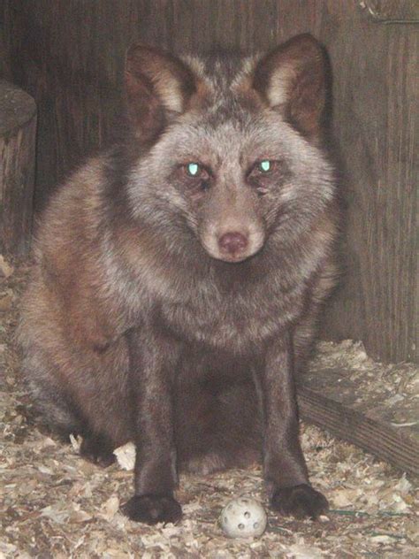 Rare fox colors? - TOPICS ON EXOTIC, DOMESTIC, FARM AND REPTILE ANIMALS