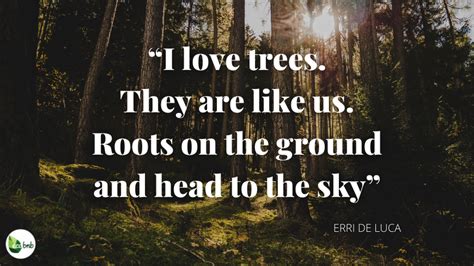 The Best Quotes on Trees and Forests - Ecobnb