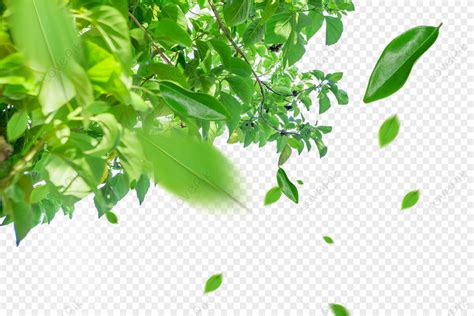 Wind Blowing Green Leaves, Tree, Wind, Leaves PNG Picture And Clipart Image For Free Download ...