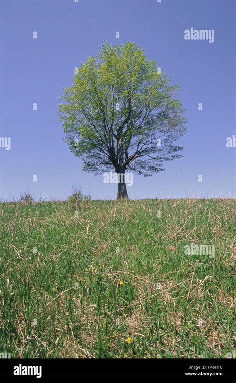 Maple tree, spring Stock Photo - Alamy