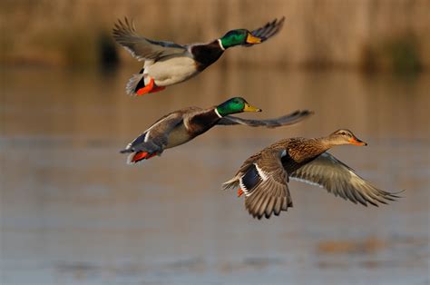 Female Mallard Duck Flying