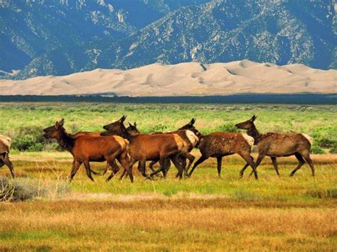 Great Sand Dunes National Park wildlife - TMBtent