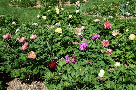 Southern Peony: 2020 Solaris Farms Offers 20 Intersectional Peony Varieties for $30.00!