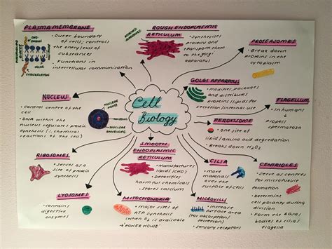 studious medic : Photo in 2020 | Mind map design, Creative mind map ...