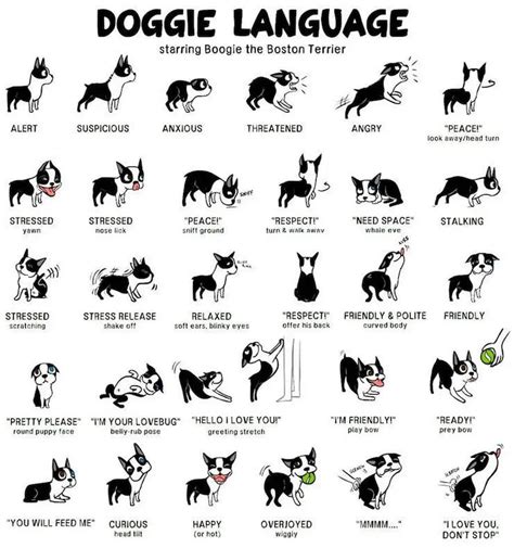 Dog Tail Positions and What They Really Mean - Puppies Club