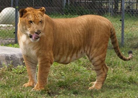 Brutus the Liger Sarasota, Florida Big Cat Habitat | BigCatHabitat.org ...