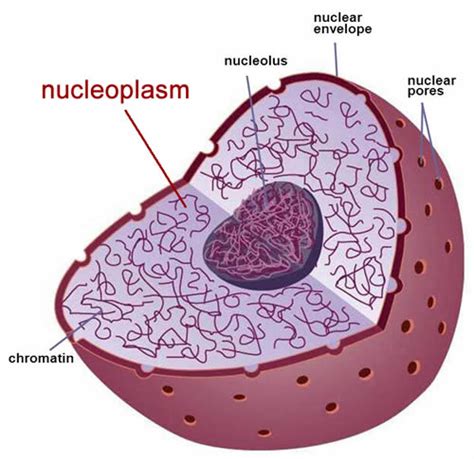 What Does Chromatin Look Like In A Plant Cell