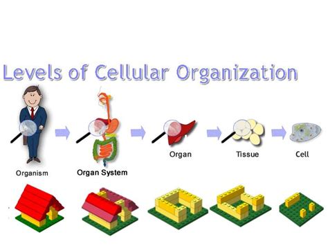 levels of cellular organization with legos | Biology activity, Levels of organization biology ...