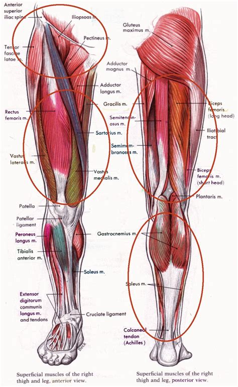 9 best Anatomy Flashcards images on Pinterest | Anatomy flashcards ...