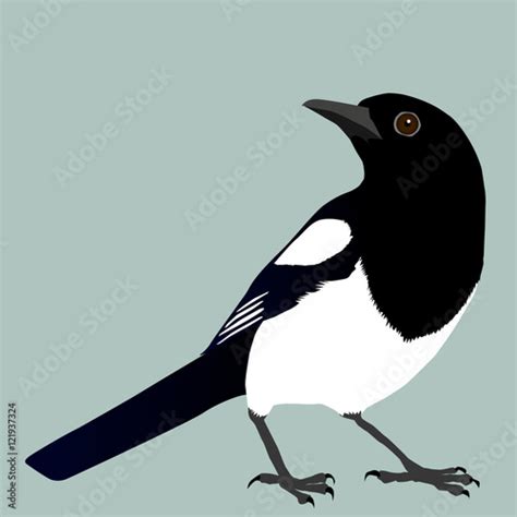 Magpie Stock Vector | Adobe Stock