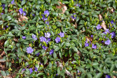 How To Grow And Care For Periwinkle