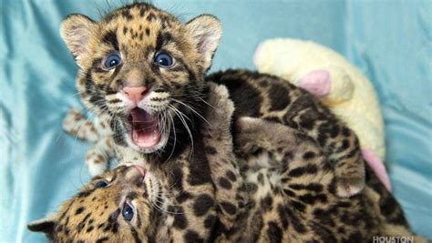 Meet The Houston Zoo's (Adorable) Clouded Leopard Cubs