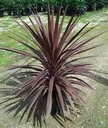 Cordyline Red Star