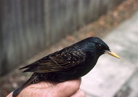 Common Starling Nest