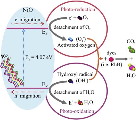 Schematic of the photocatalytic degradation process of organic dyes... | Download Scientific Diagram