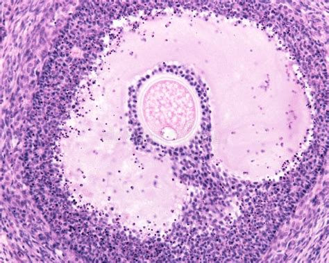 Ovary. Follicular atresia stock illustration. Illustration of cell - 231620428