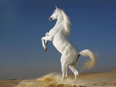 Beautiful Ultra Running White Horse, Horses HD wallpaper | Pxfuel