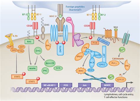 TCR signaling. The TCR/CD3 complex plays a critical role in the... | Download Scientific Diagram