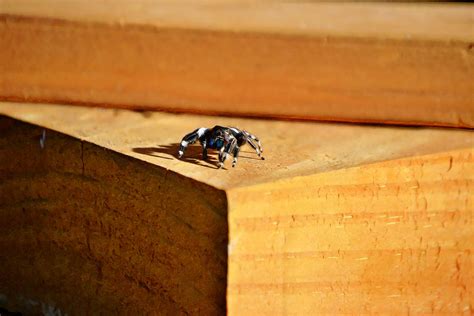 White Spotted Jumping Spider Photograph by Gaby Ethington