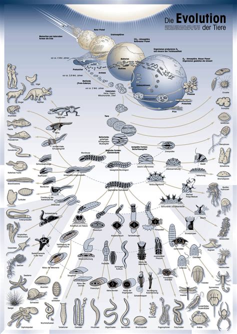 [DIAGRAM] Horse Evolution Diagram - MYDIAGRAM.ONLINE