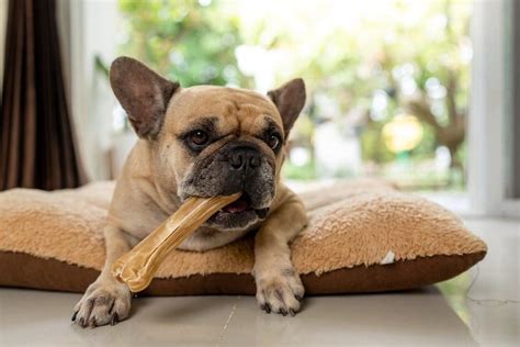 Rawhide for Dogs: What’s the Deal? - Rethink Beautiful