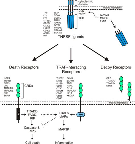 Ligands of the TNF superfamily (TNFSF) stimulate receptors of the TNF ...