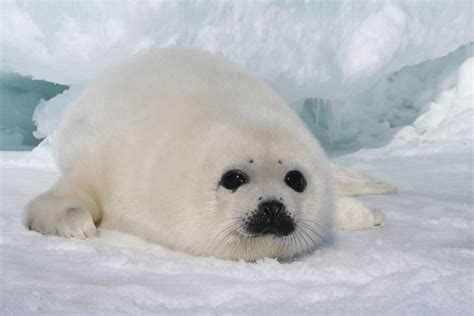 The Harp Seal | Cute Animal | Animals Lover