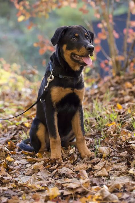 German Shepherd vs Rottweiler - Similarities and Differences!