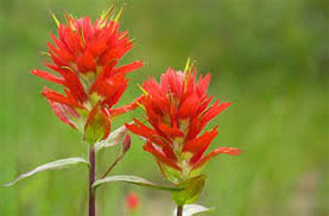 Indian Paintbrush Seeds 20 Count - Etsy