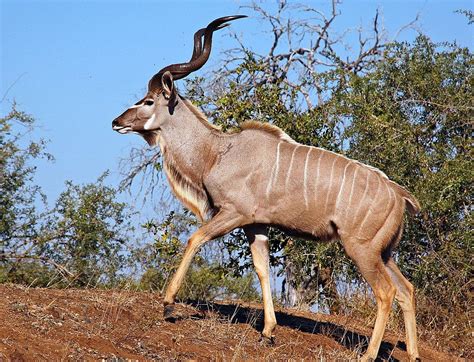 El kudú mayor o gran kudú es una especie de mamífero artiodáctilo de la ...