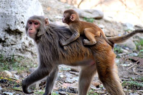 Download free photo of Monkey, mother, baby, mammal, child - from needpix.com