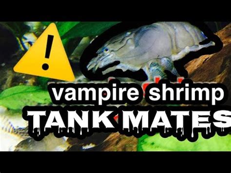 Vampire Shrimp Tank Mates : In Depth - YouTube