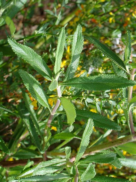 Leaves of Plants: Black Sage