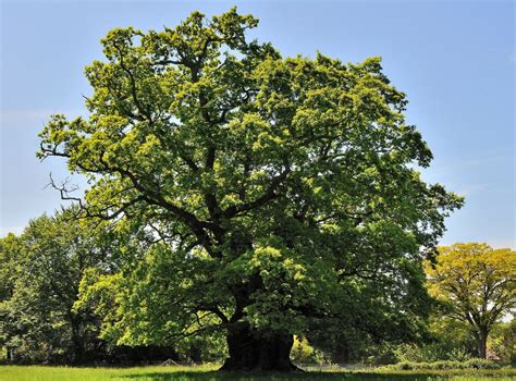 Hundreds of previously undiscovered ancient oak trees found in English countryside | The ...