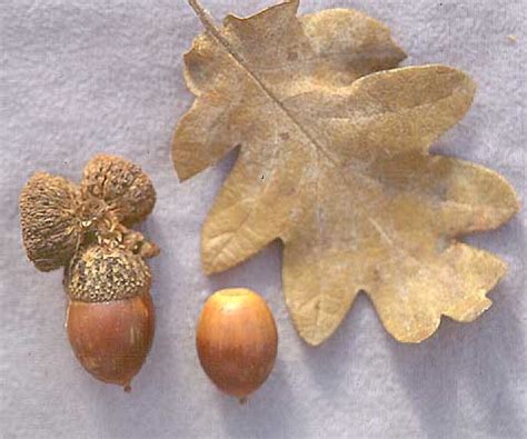 Quercus garryana | Landscape Plants | Oregon State University