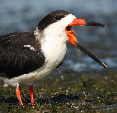 The Biologian: Awesome Adaptation--Black Skimmer Beak