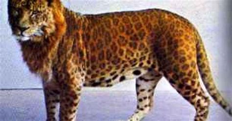 An extremely rare Tiger-Leopard hybrid. The leopon. : r/pics