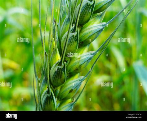 Wheat plant hi-res stock photography and images - Alamy