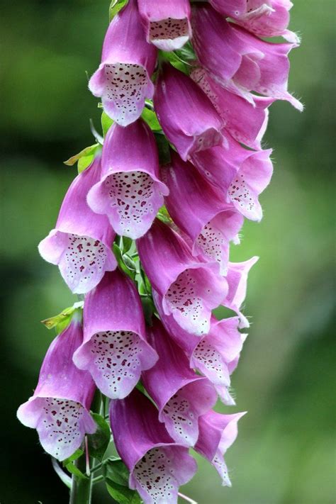 Foxglove bloom | Beautiful flowers, Flower beauty, Love flowers