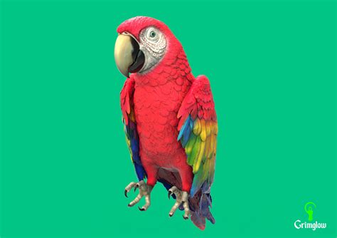 ArtStation - Scarlet macaw | Resources