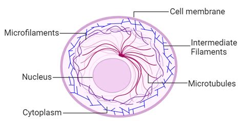 Cytoskeleton - Javatpoint