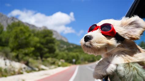 Dog Sunglasses Wallpapers - Wallpaper Cave