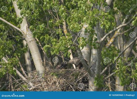 White-tailed Eagle in the Nest with Small Birds Stock Photo - Image of encyclopedia, small ...