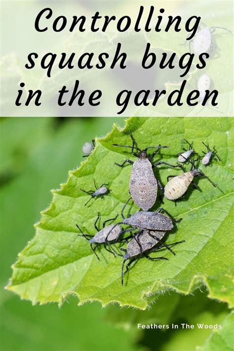 How to control squash bugs in the garden | Squash bugs, Plant problems, Zucchini plants