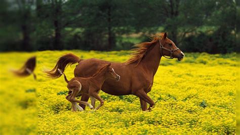 Horse Backgrounds - Wallpaper Cave