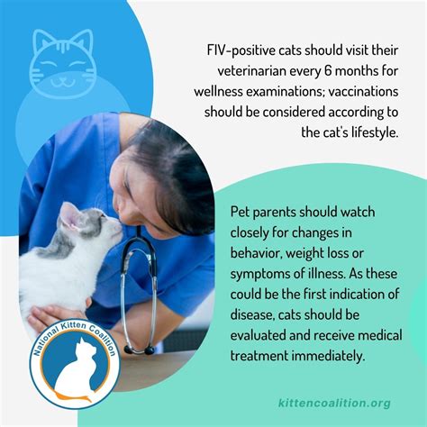 Understanding Feline Immunodeficiency Virus (FIV): Prevention and Support - National Kitten ...