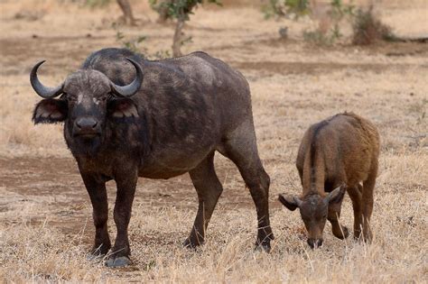 Buffle d'Afrique - Guide Safari & Photo Buffle d'Afrique |makila.fr