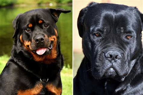 Cane Corso Rottweiler Mix: Meet the Rotticorso Dog! | Anything Rottweiler